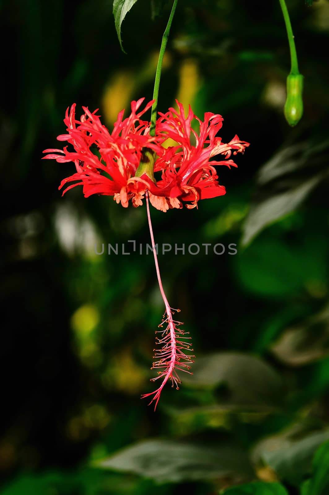 Close up picutre of Hibiscus flower with light background