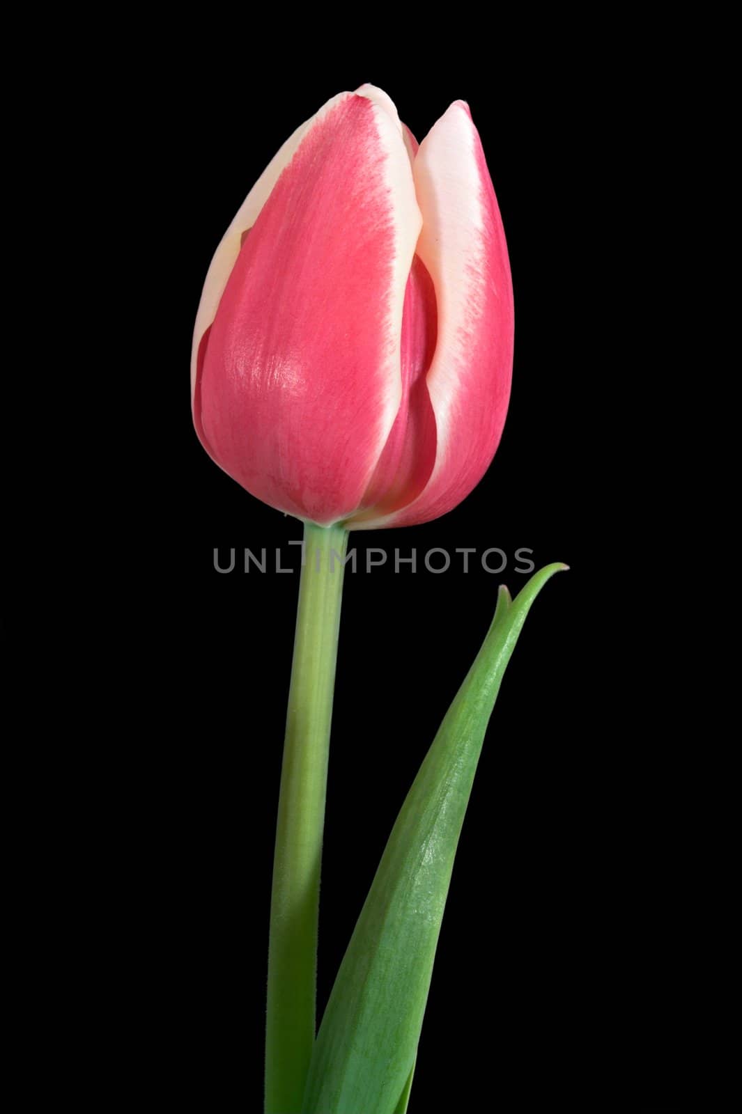 A red tulip and green stem isolated over a black background