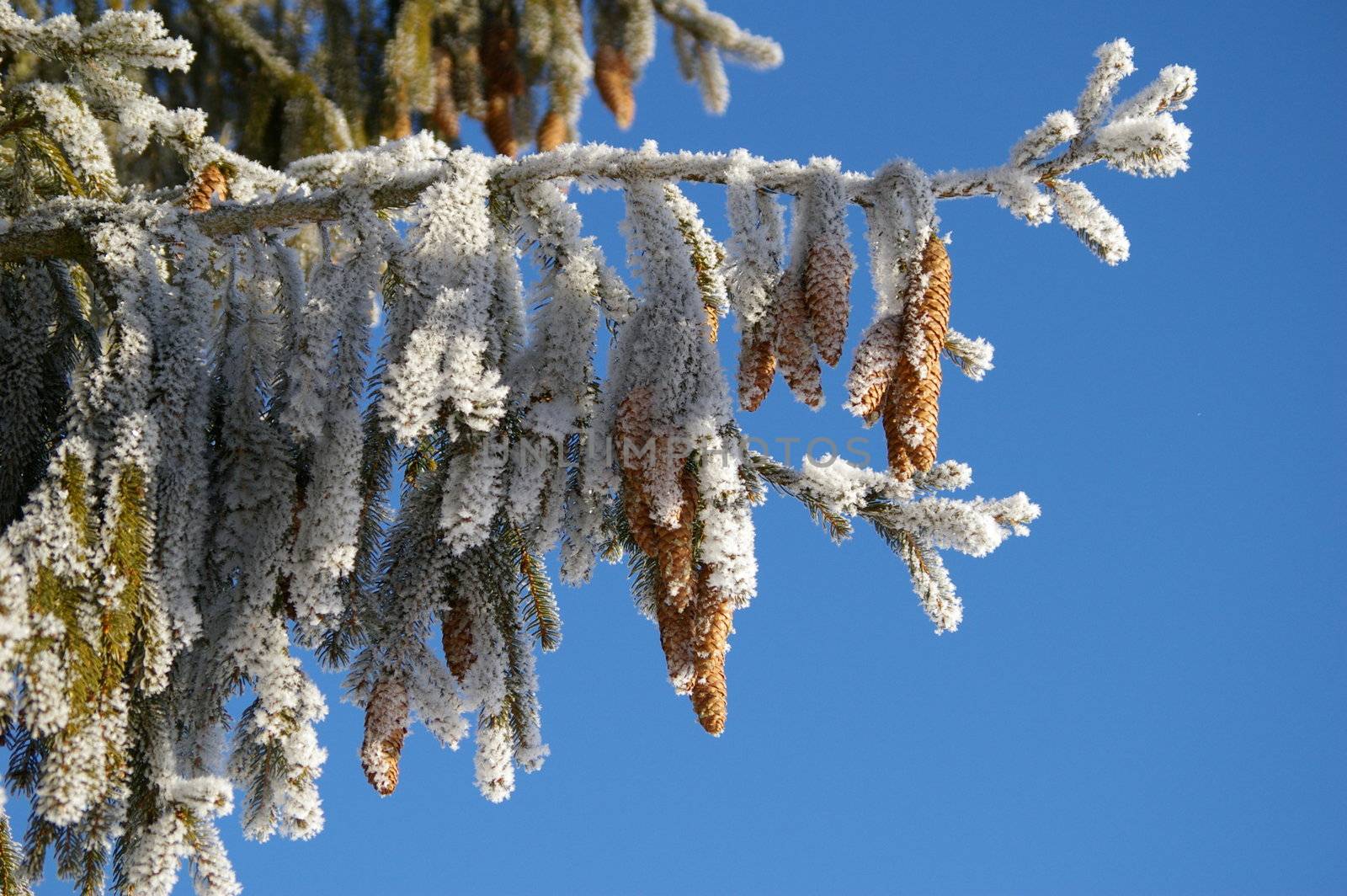 a fir cone on a branche in winter