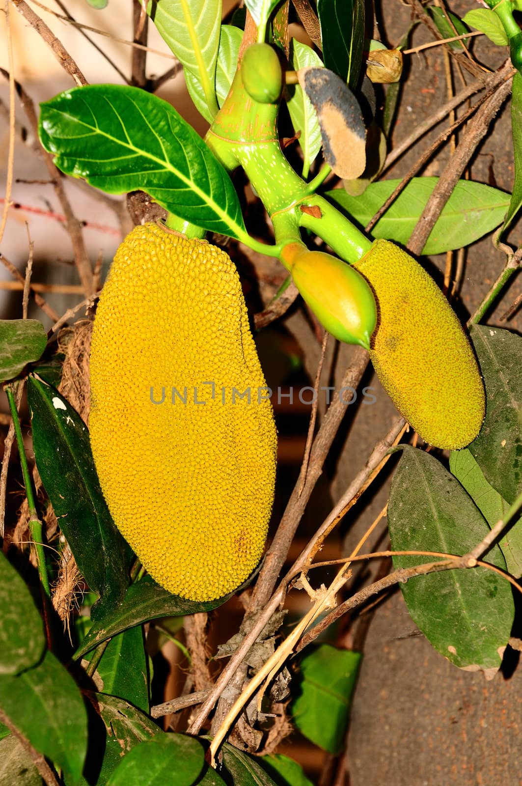 Fresh and sweet jack fruit hanging on a tree