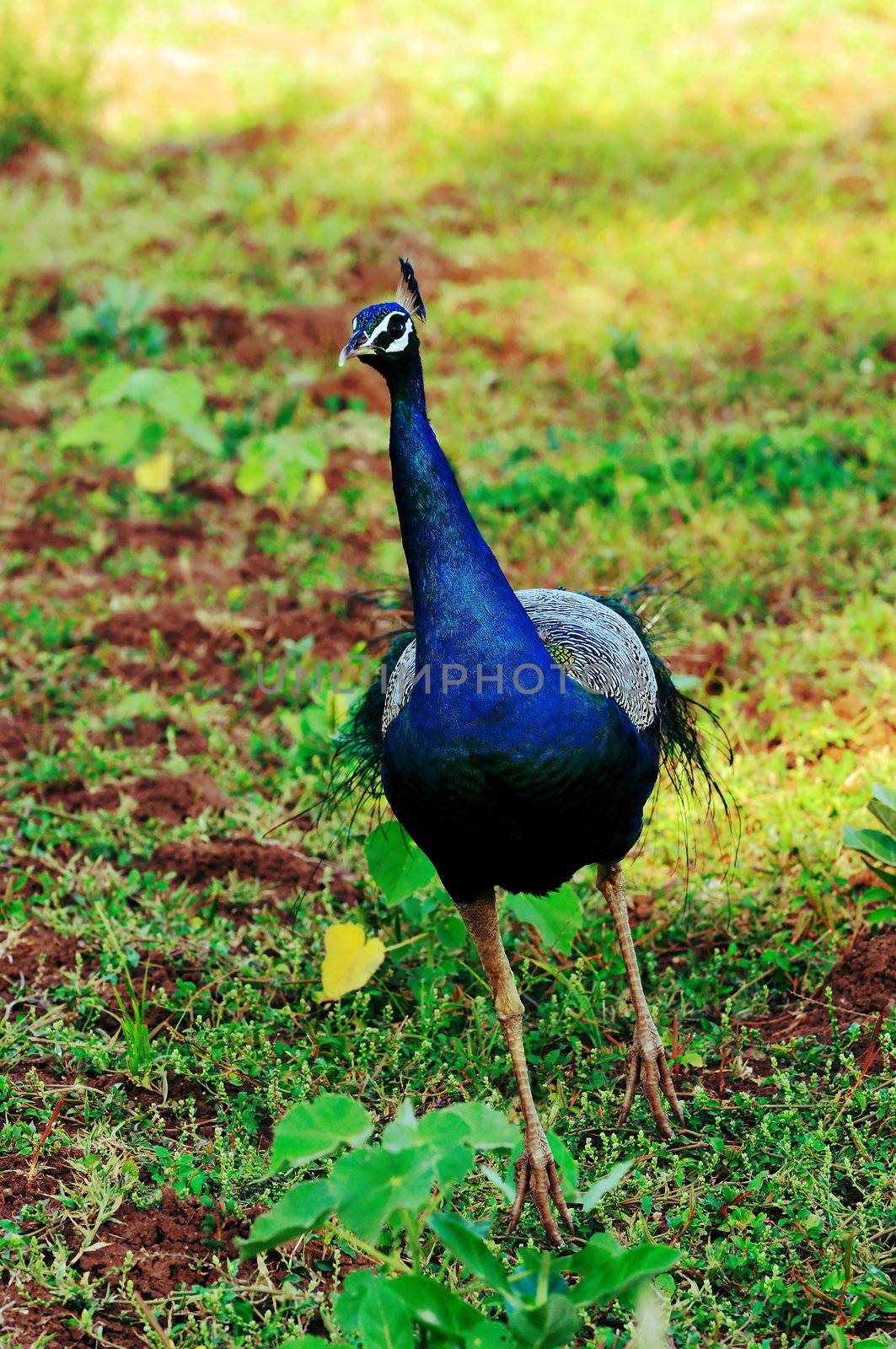 Peacock by pazham