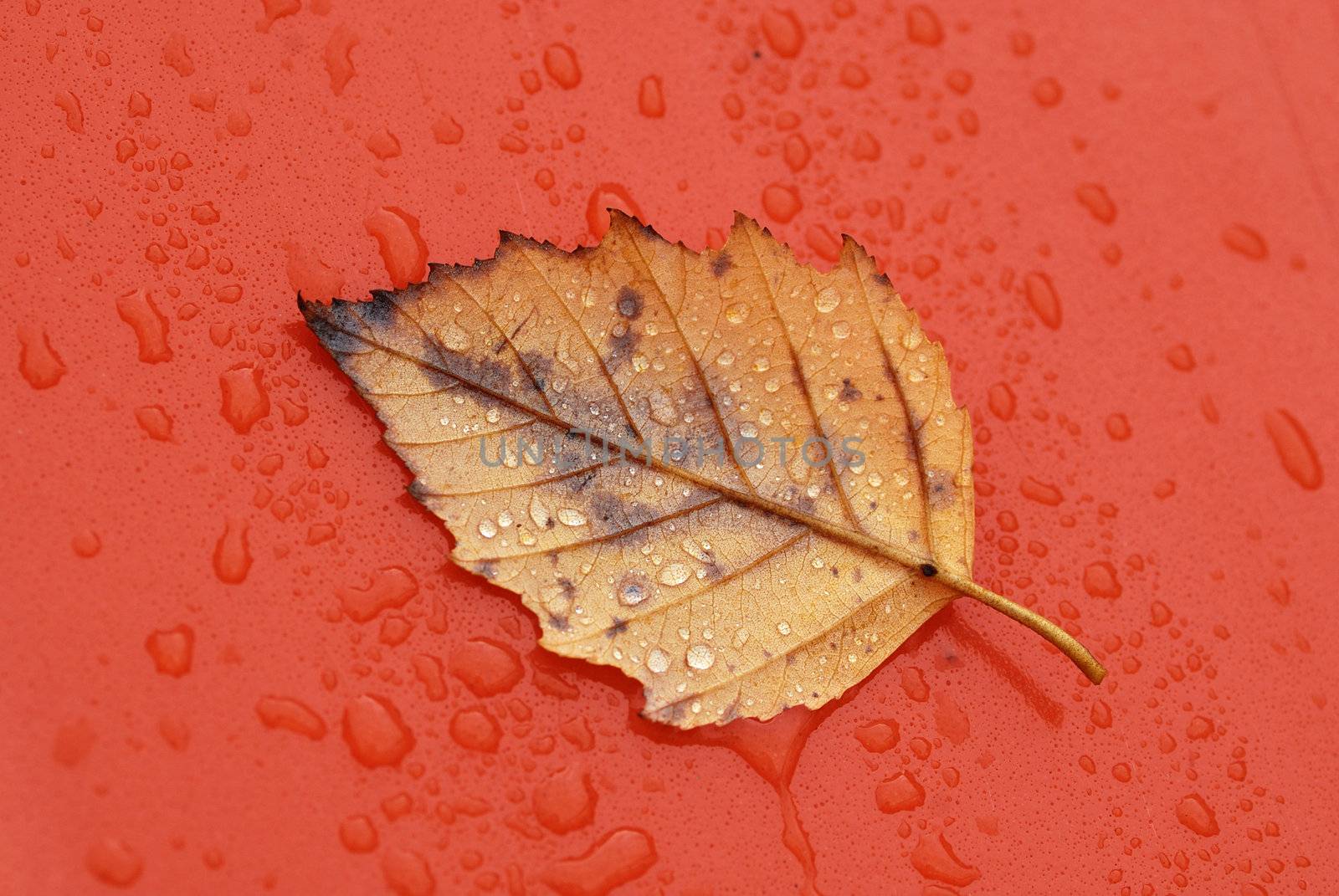 Wet yellow  leaf floating in rain drops