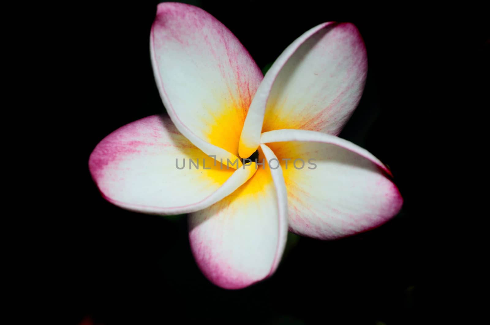 Closeup picture of a beautiful Frangapini flower