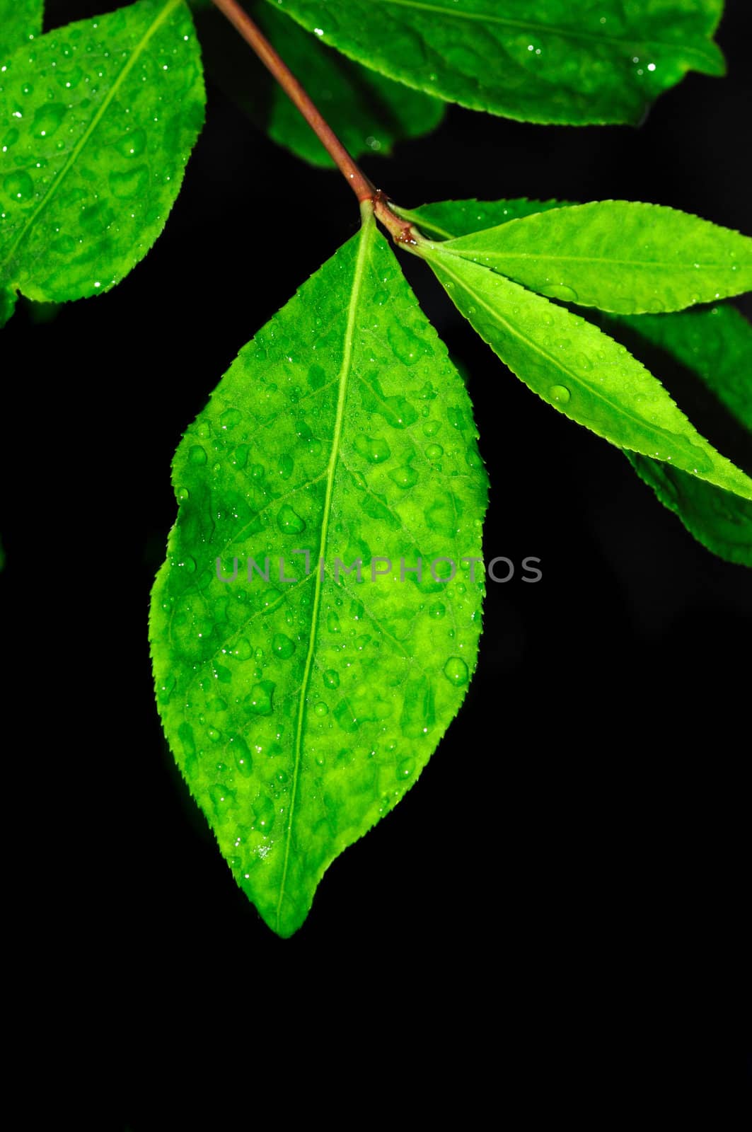 Dew drops on a green leaves agaist a dark back ground