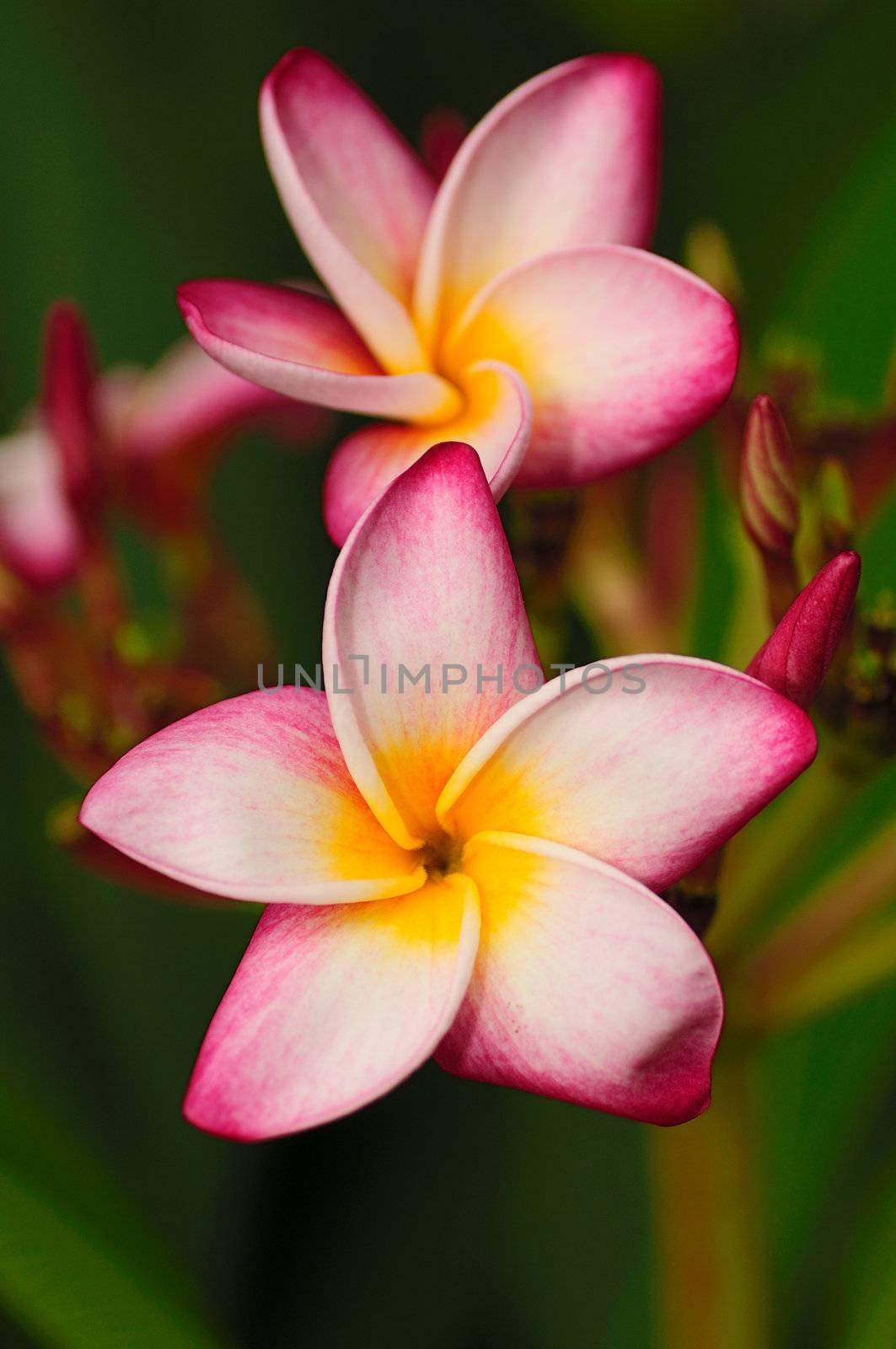 ftangipani flowers