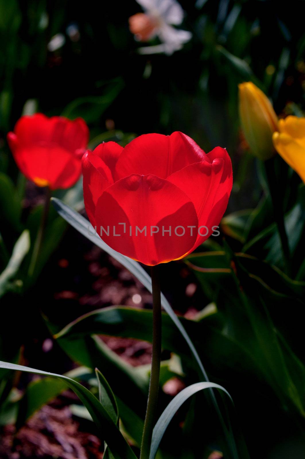 Two bright red tulips backlit against the ambient light