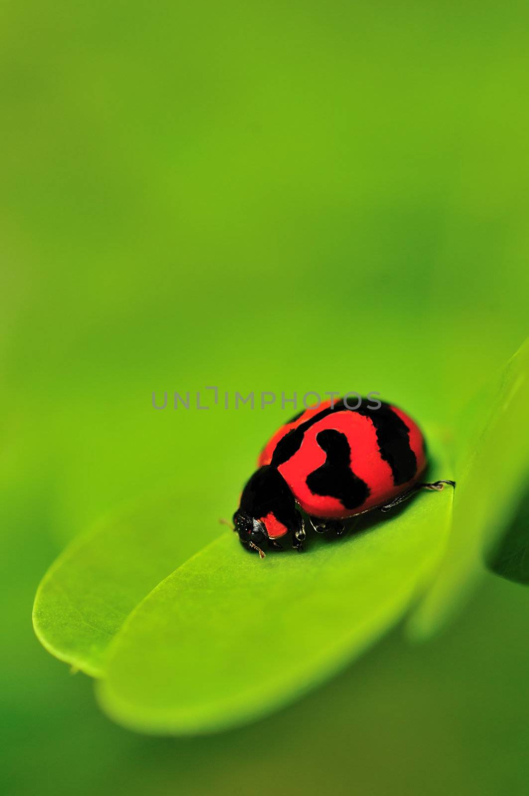 Lady Bug by pazham