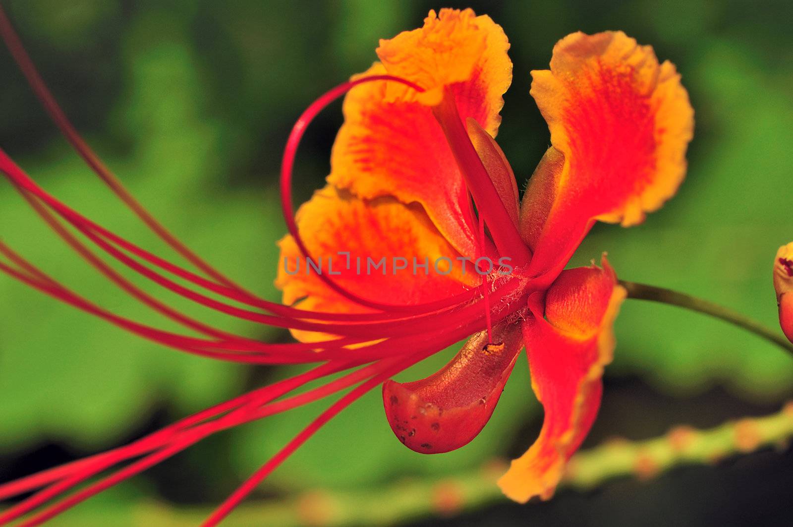 Beautiful tropical flower from the subcontinent of India