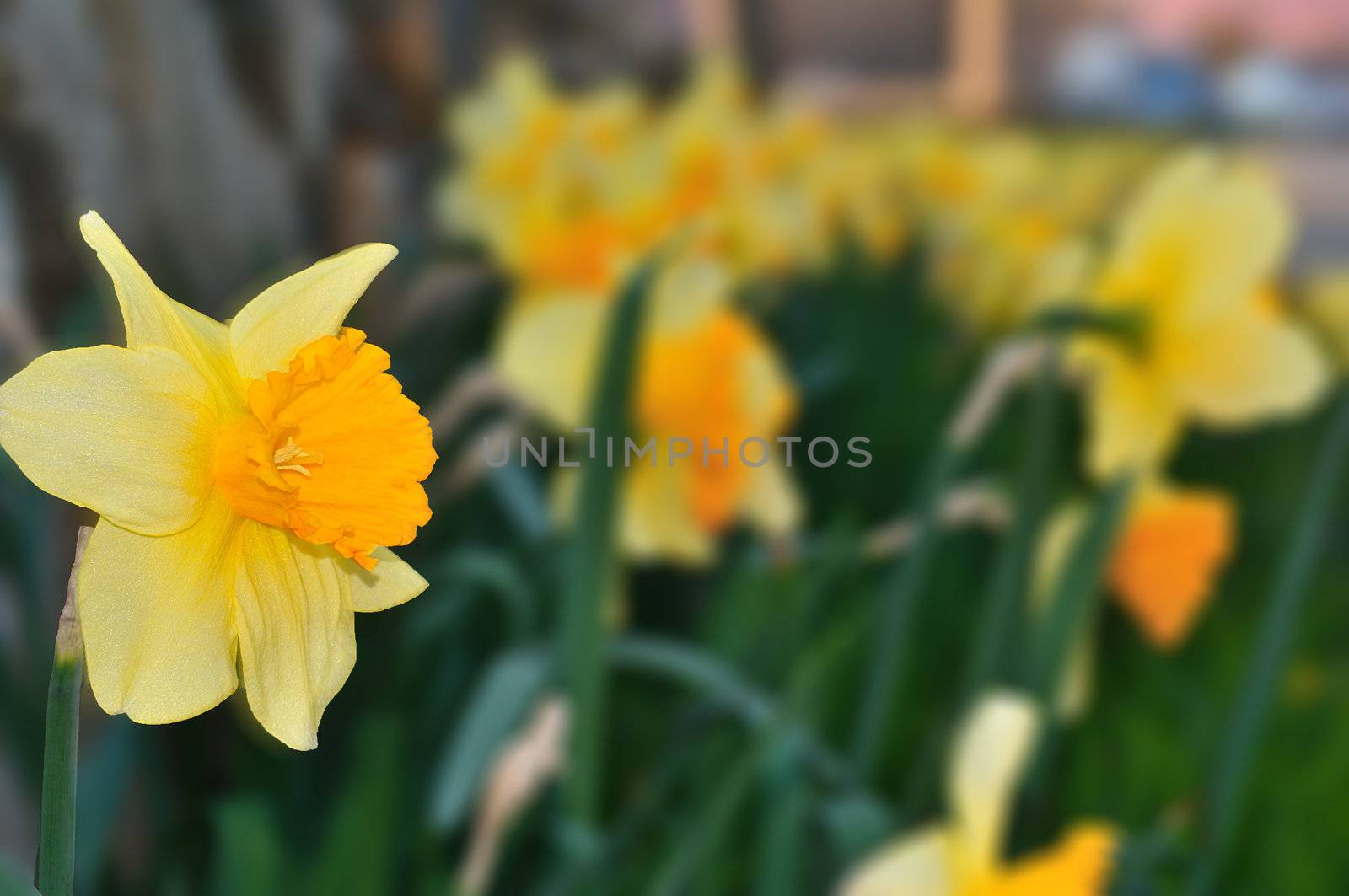 Bright daffodils at the arrival of spring season