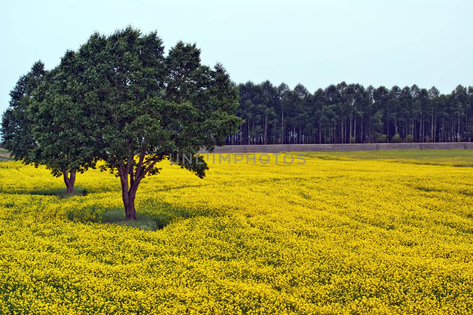 Yellow rapes and green tree side by side