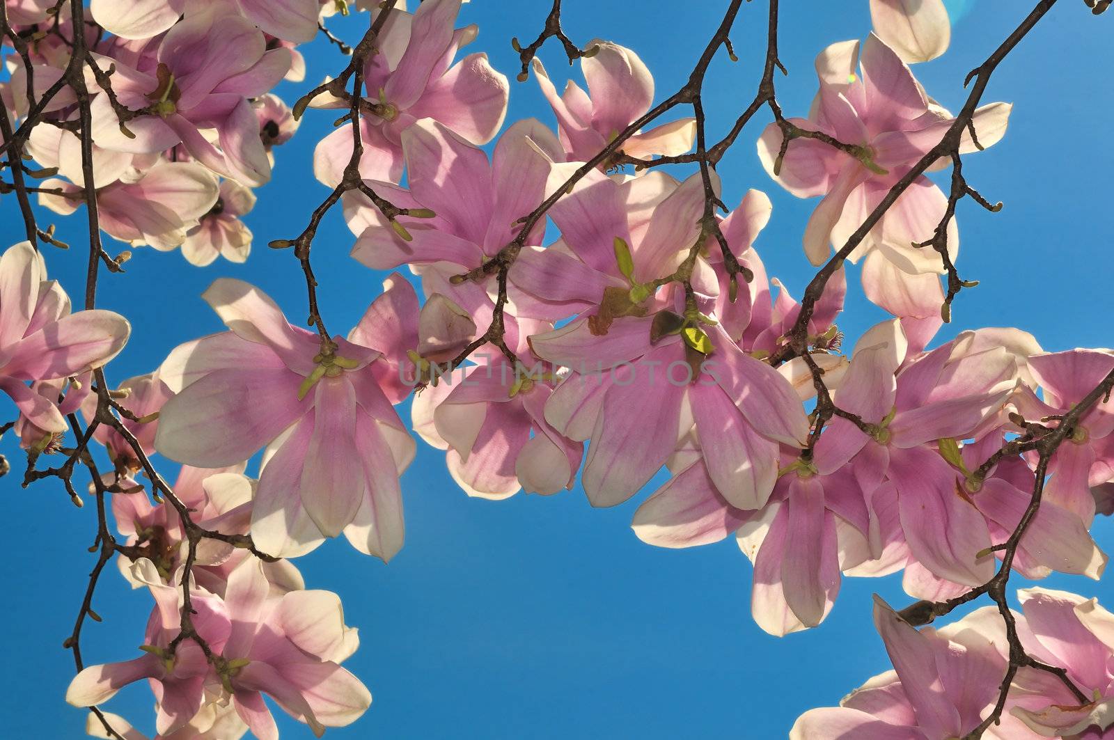 Fully bloomed cherry blossoms flower against a bright blue sky