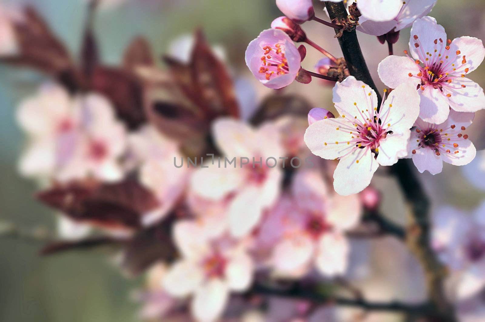 Cherry blossoms at the arrival of spring suring sunset