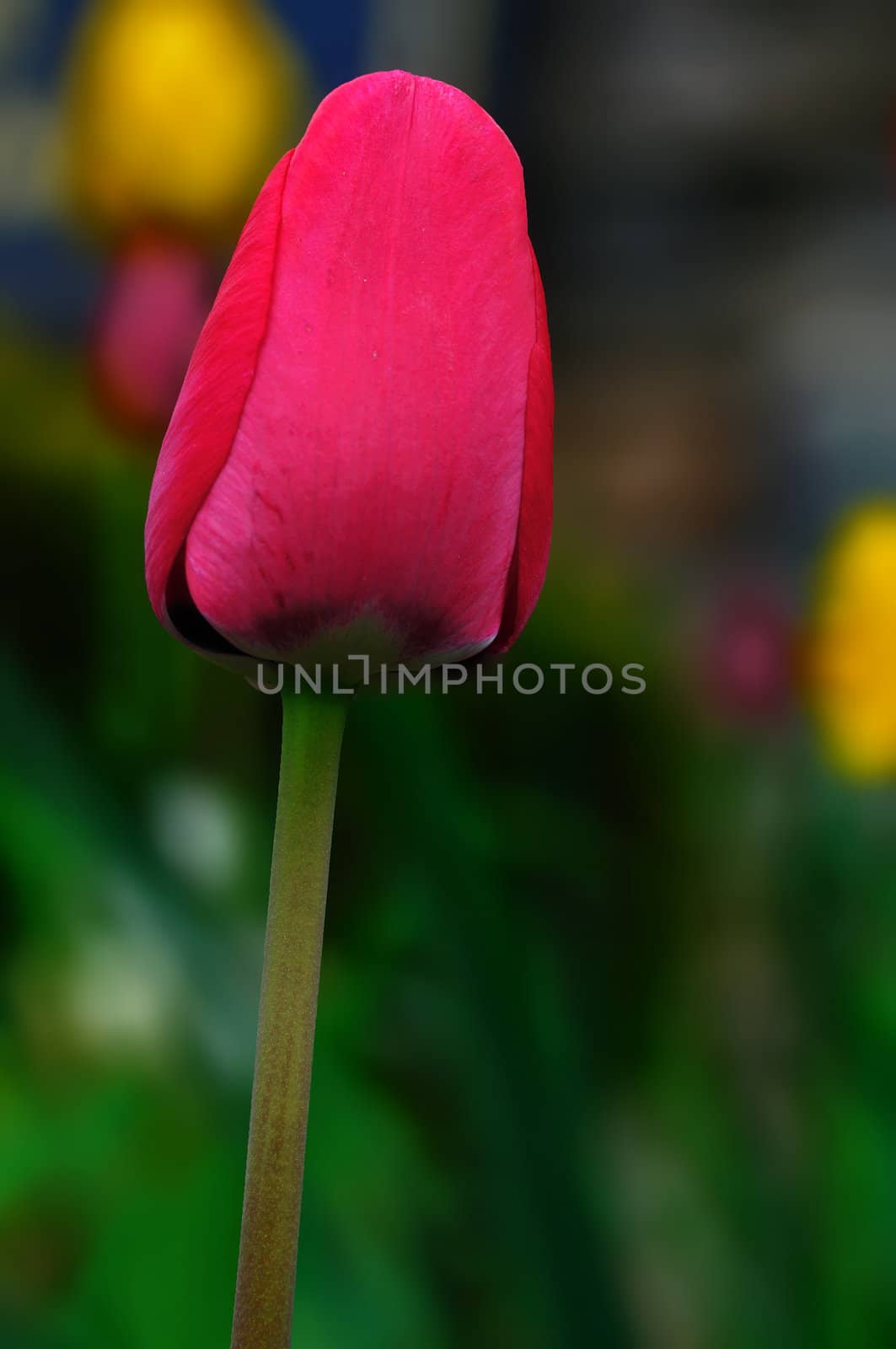 Tulips by pazham
