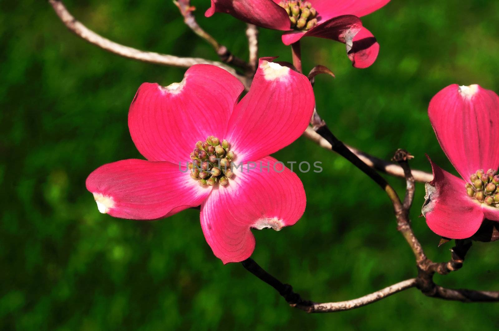 A beautiful spring flower isolated on a green background