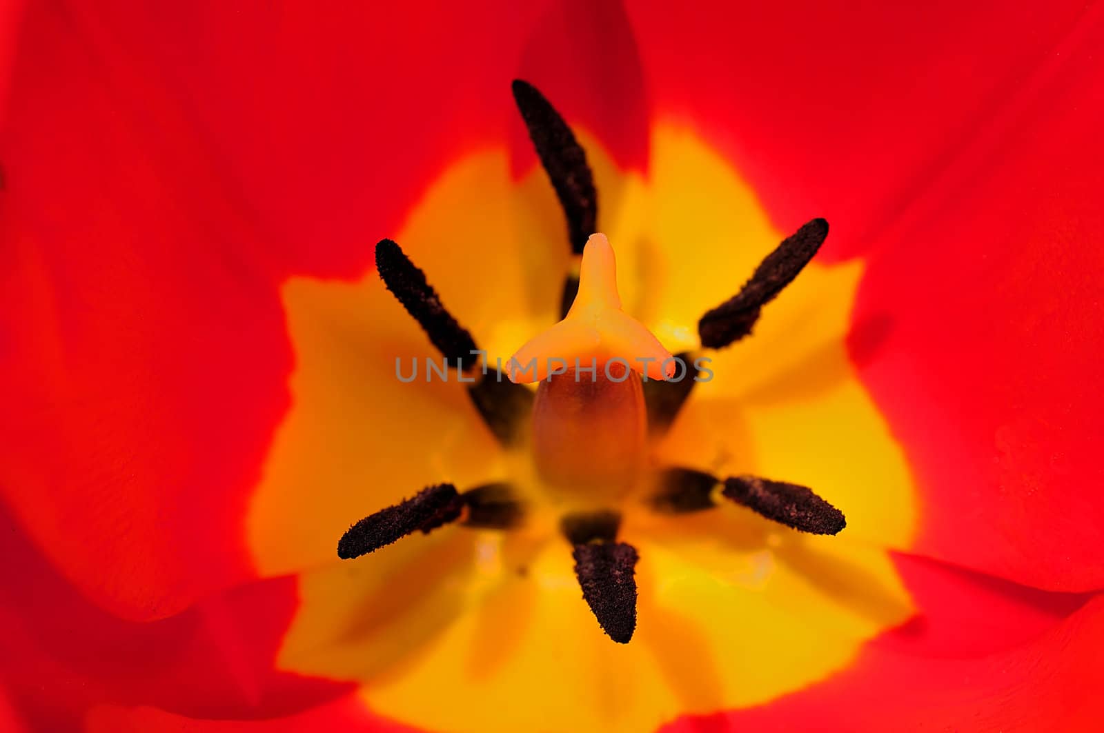 macro shot of a beautiful red tulip