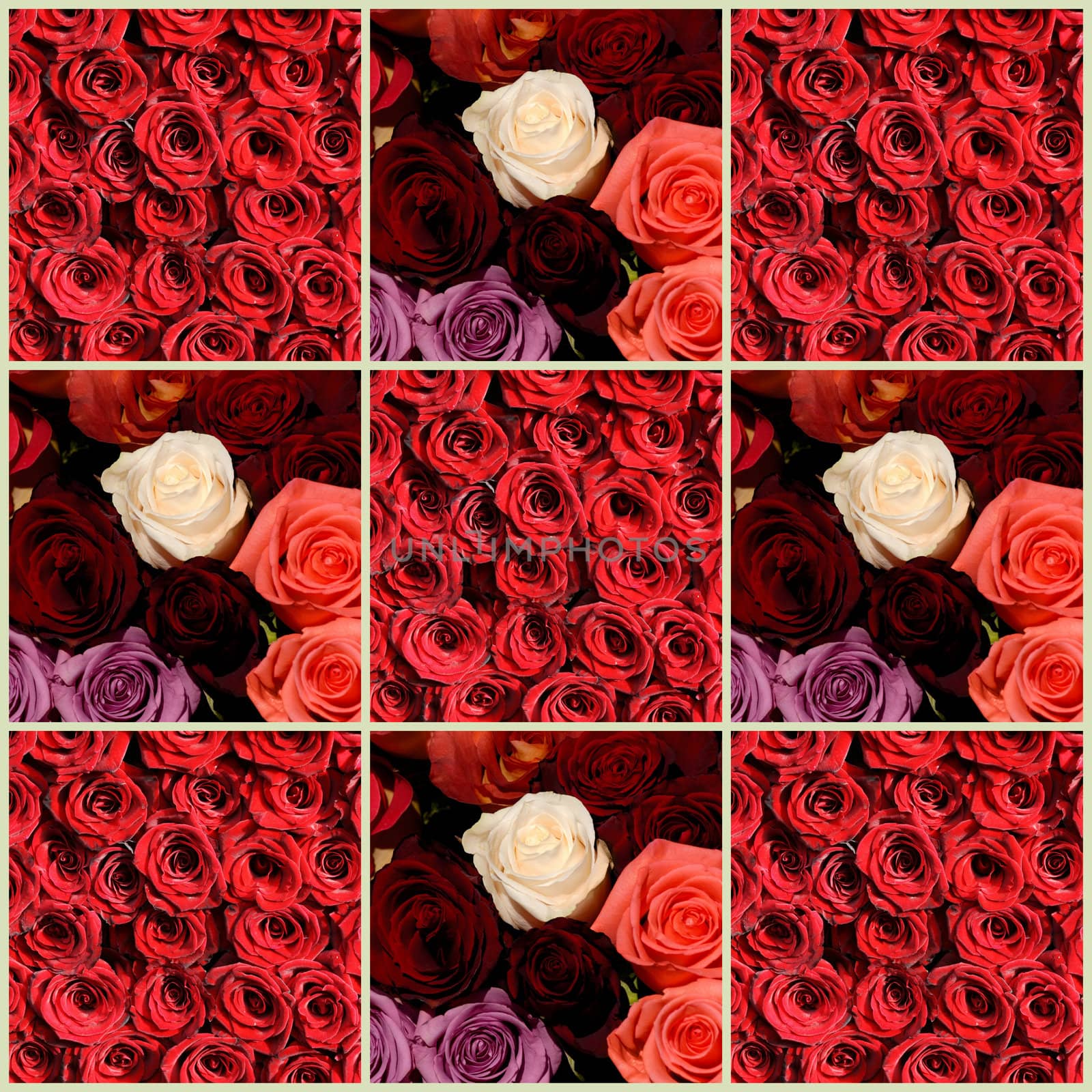 A Colorful  collage of photos from the rose flowers.