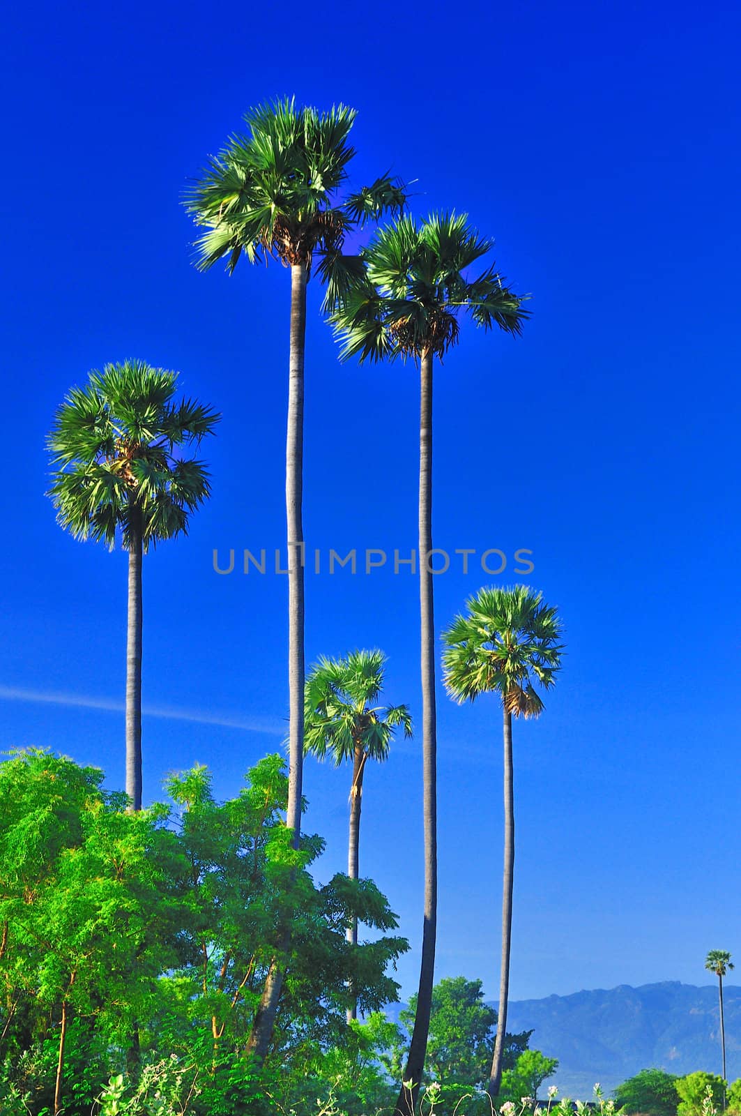 Tall Palm Trees on a bright sunny day