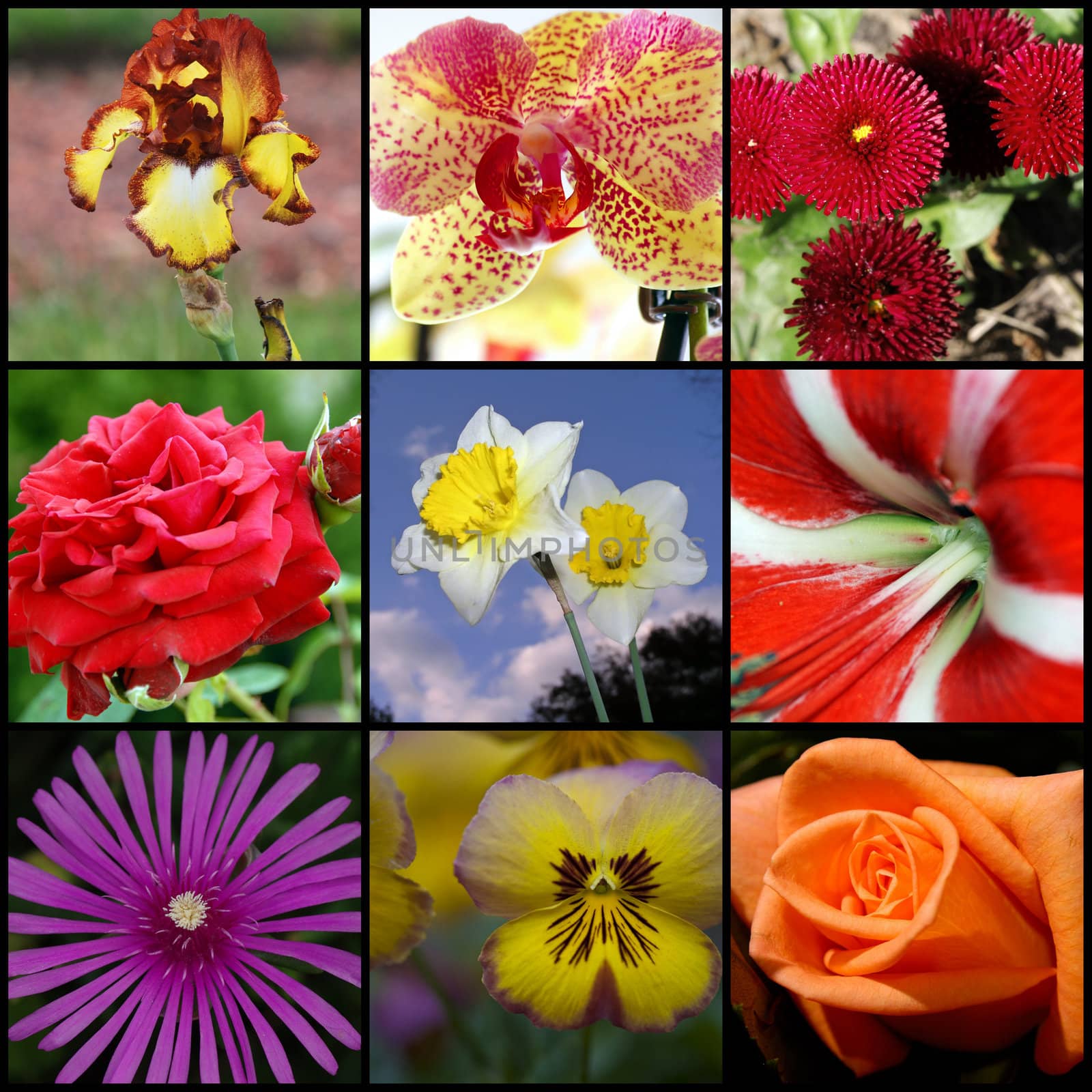 A collage of photos from the summer flowers.