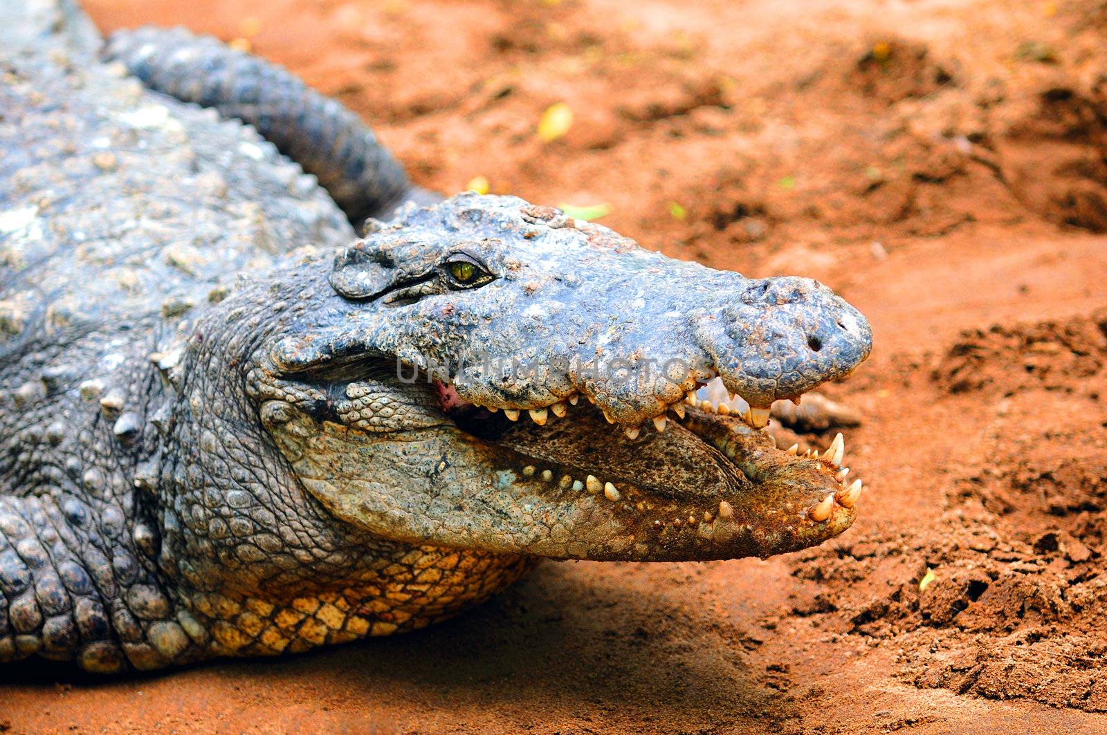 Extreme closeup of a massive crocodile at a local zoo