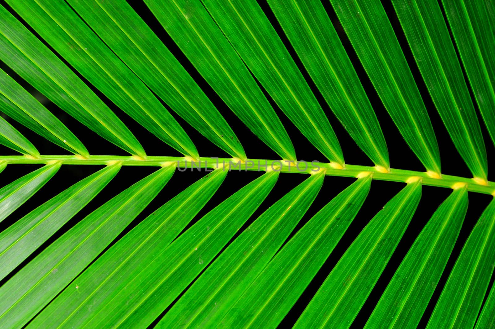 Extreme close up of a green palm leaf macro