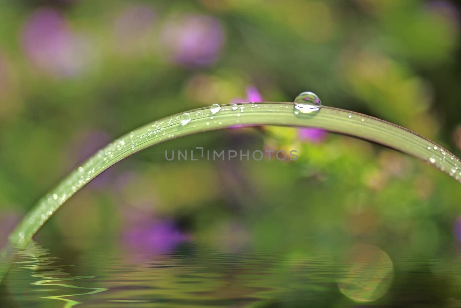 Green water drops background by xfdly5