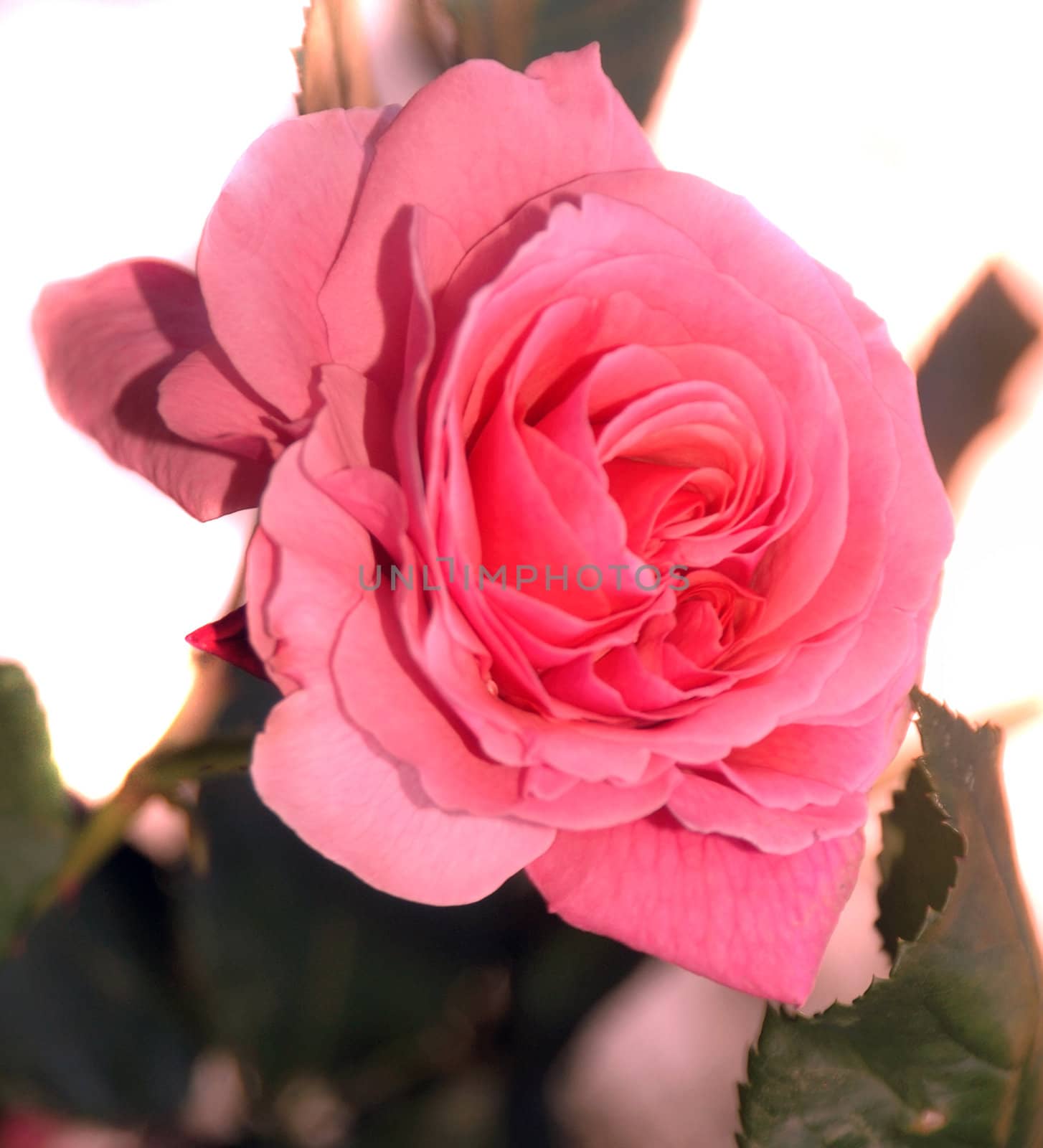 Solitary Rose by pazham