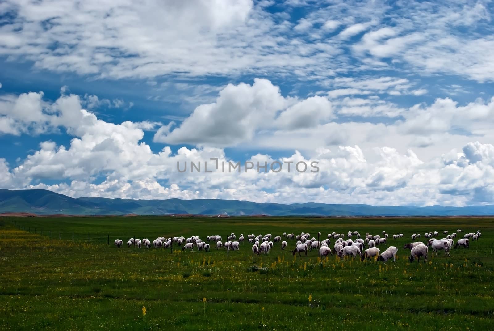 Blue sky and pastures by xfdly5