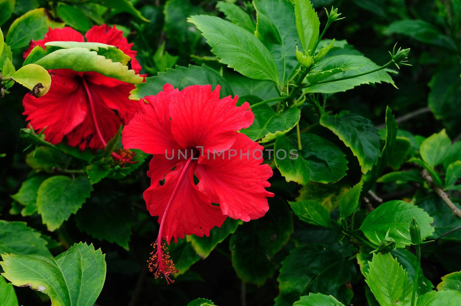 A beautiful hibiscus flower isolated on green leaves