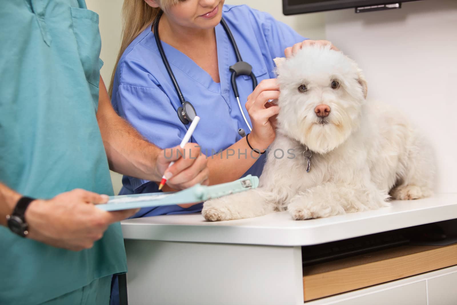 Vet and assistant examining dog by leaf