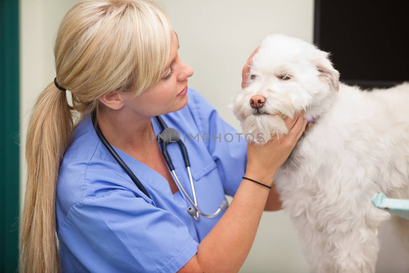 Female veterinarian examining dog by leaf