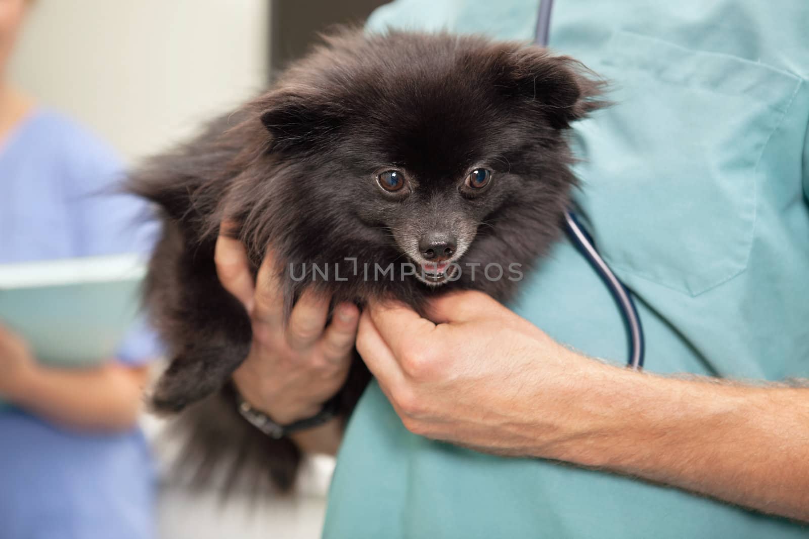 Close-up of veterinarian examining cute little dog