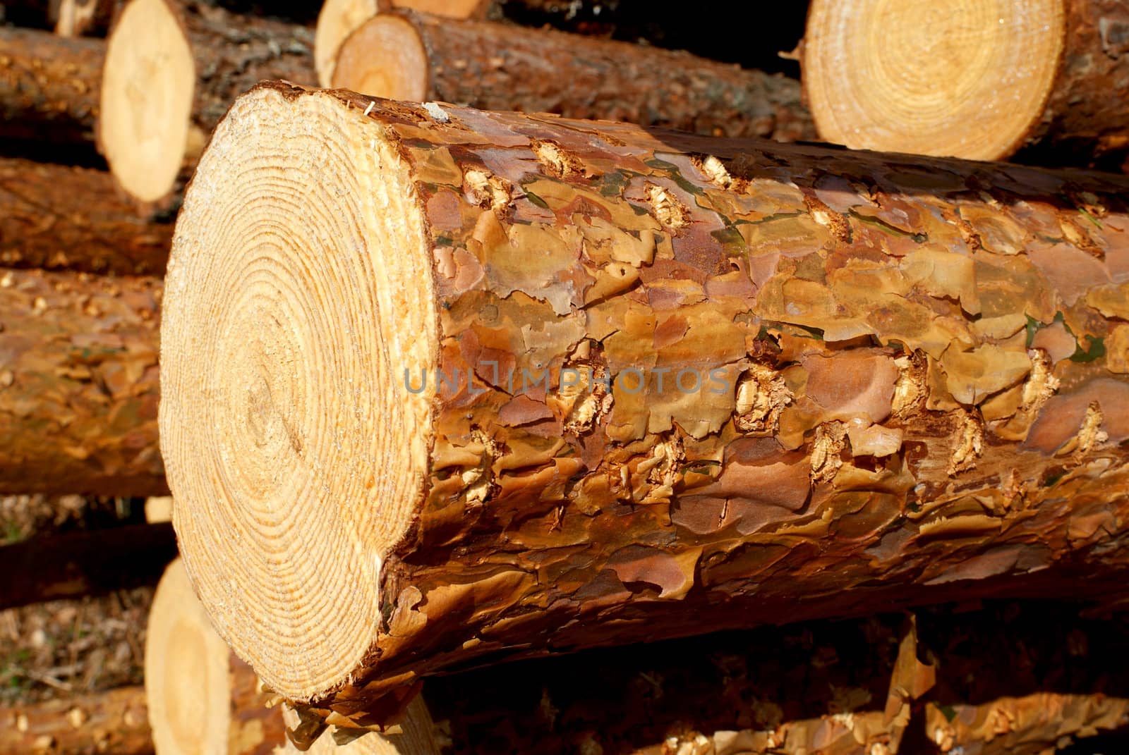 A close up view of a pine log in a stack of wooden logs. Photographed in Muurla, Finland 2010.