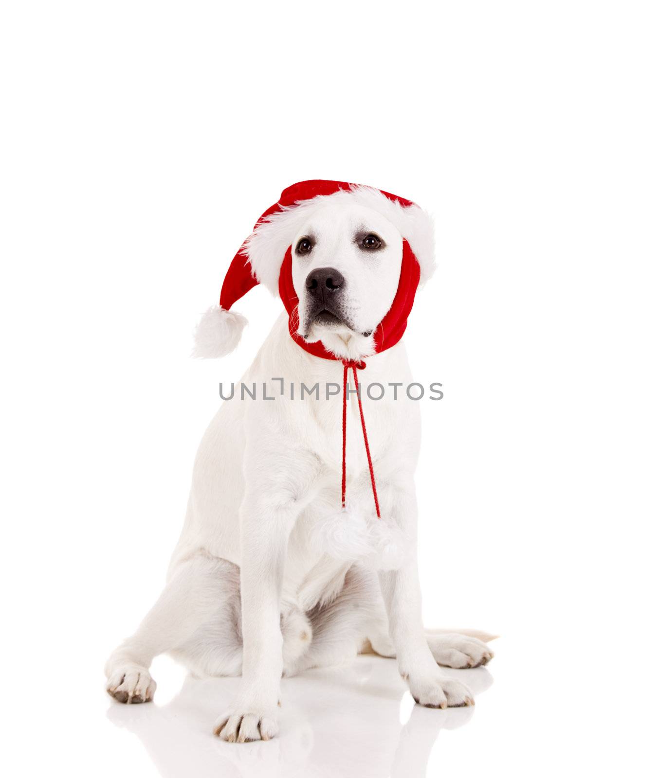 Portrait of a Labrador retriever with a Santa hat isolated on white background