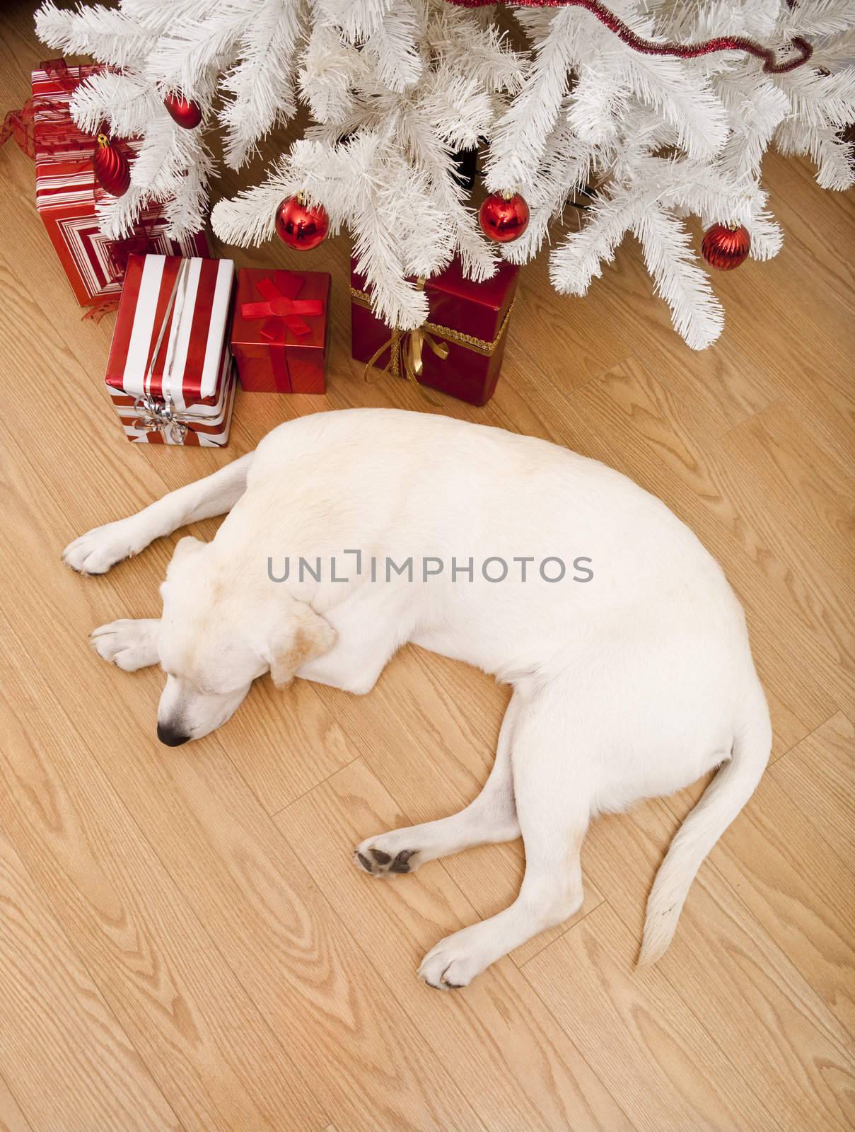 Christmas Dog by Iko