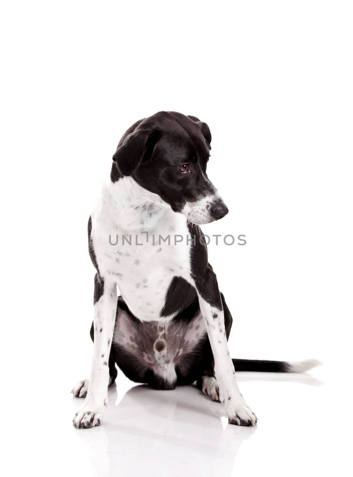 Beautiful mixed breed dog sitting and isolated on white background