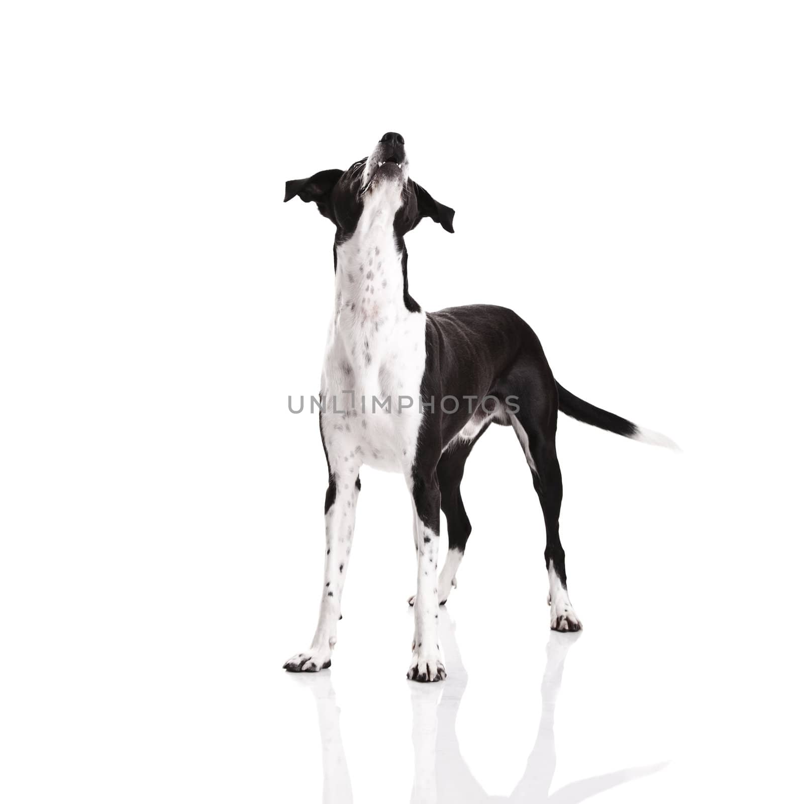 Beautiful mixed breed dog, over white background
