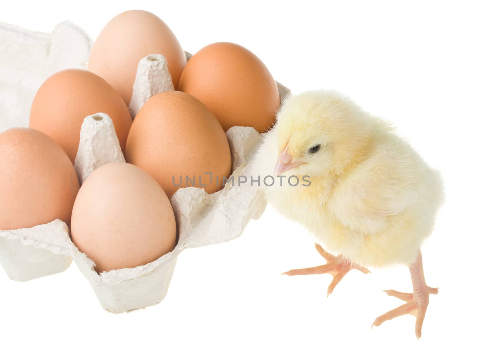 chick standing near container with eggs, isolated on white