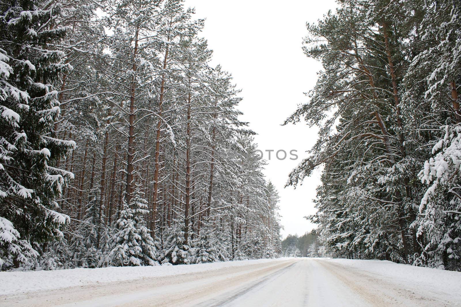 country road in snow by Alekcey