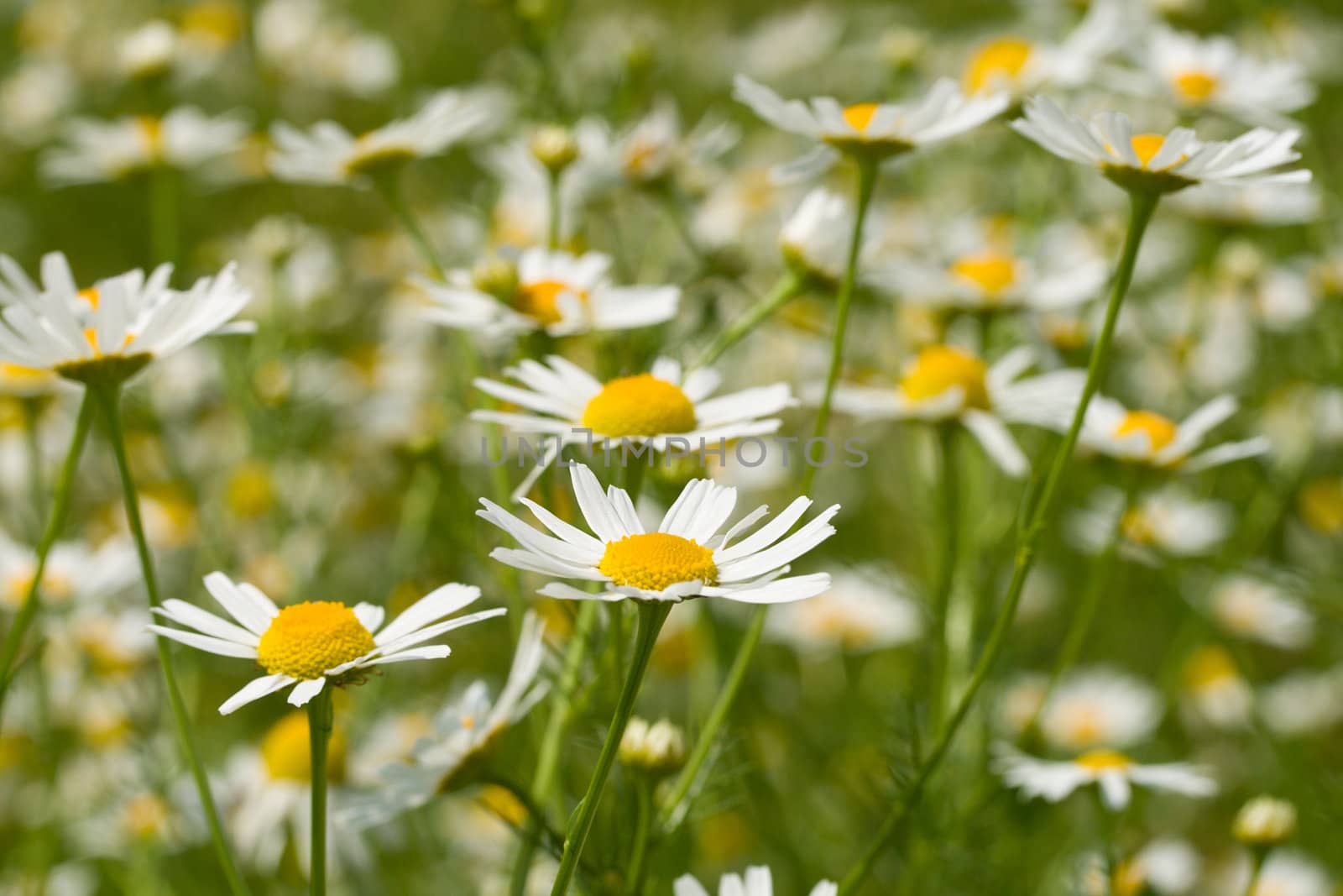 meadow with chamomiles, selective focus