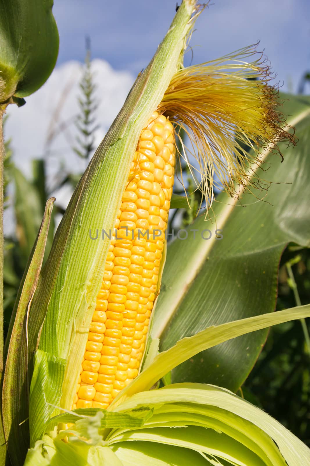 Corn on the stalk in the field