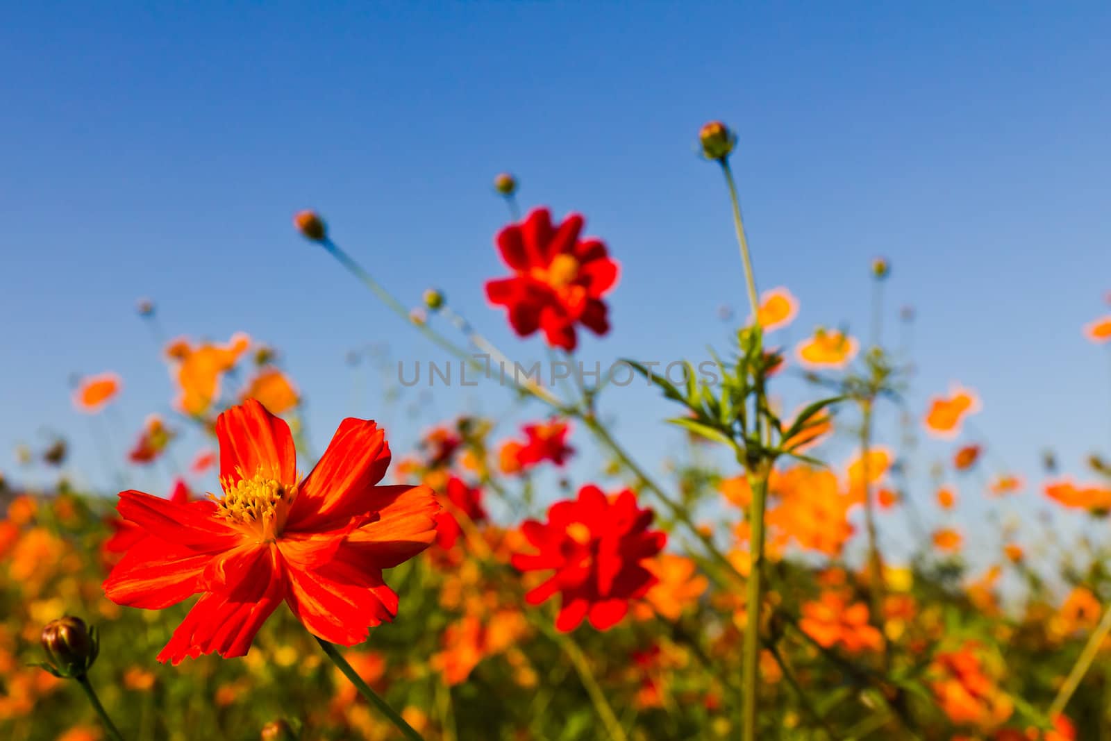 Cosmos flower and blue sky