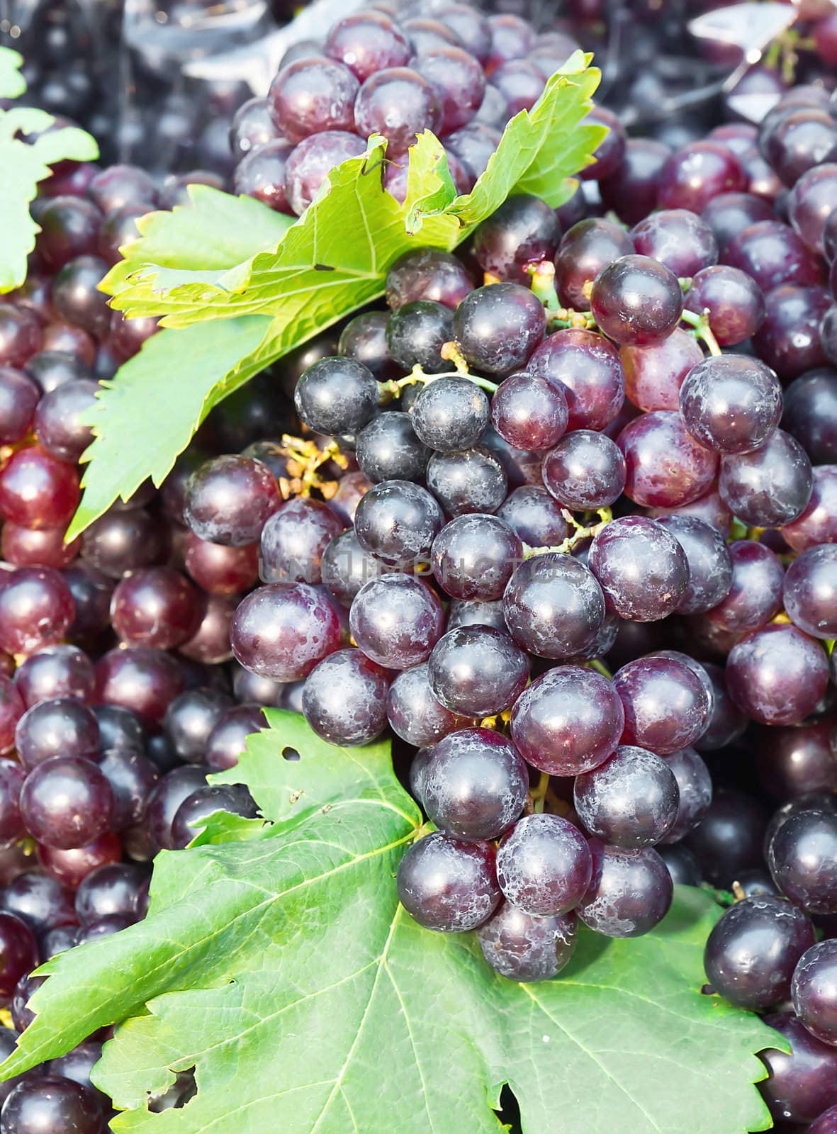 Fresh grape cluster with green leafs