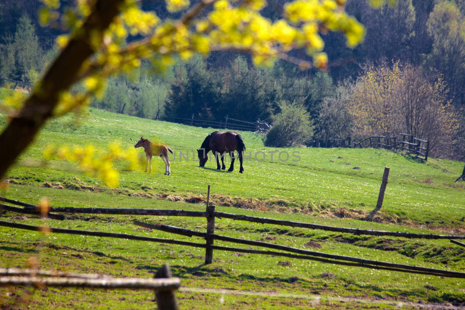 Beautiful summer landscape of green hills and horses
