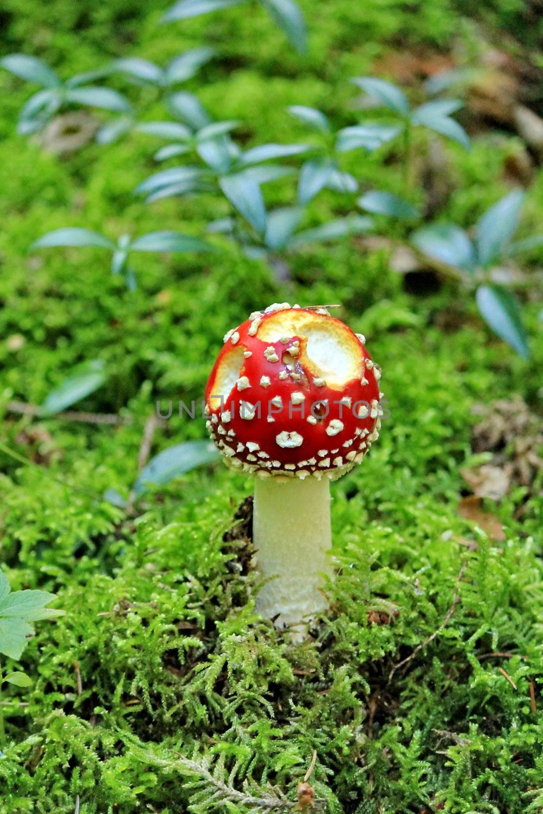 toadstool at the forest red and white