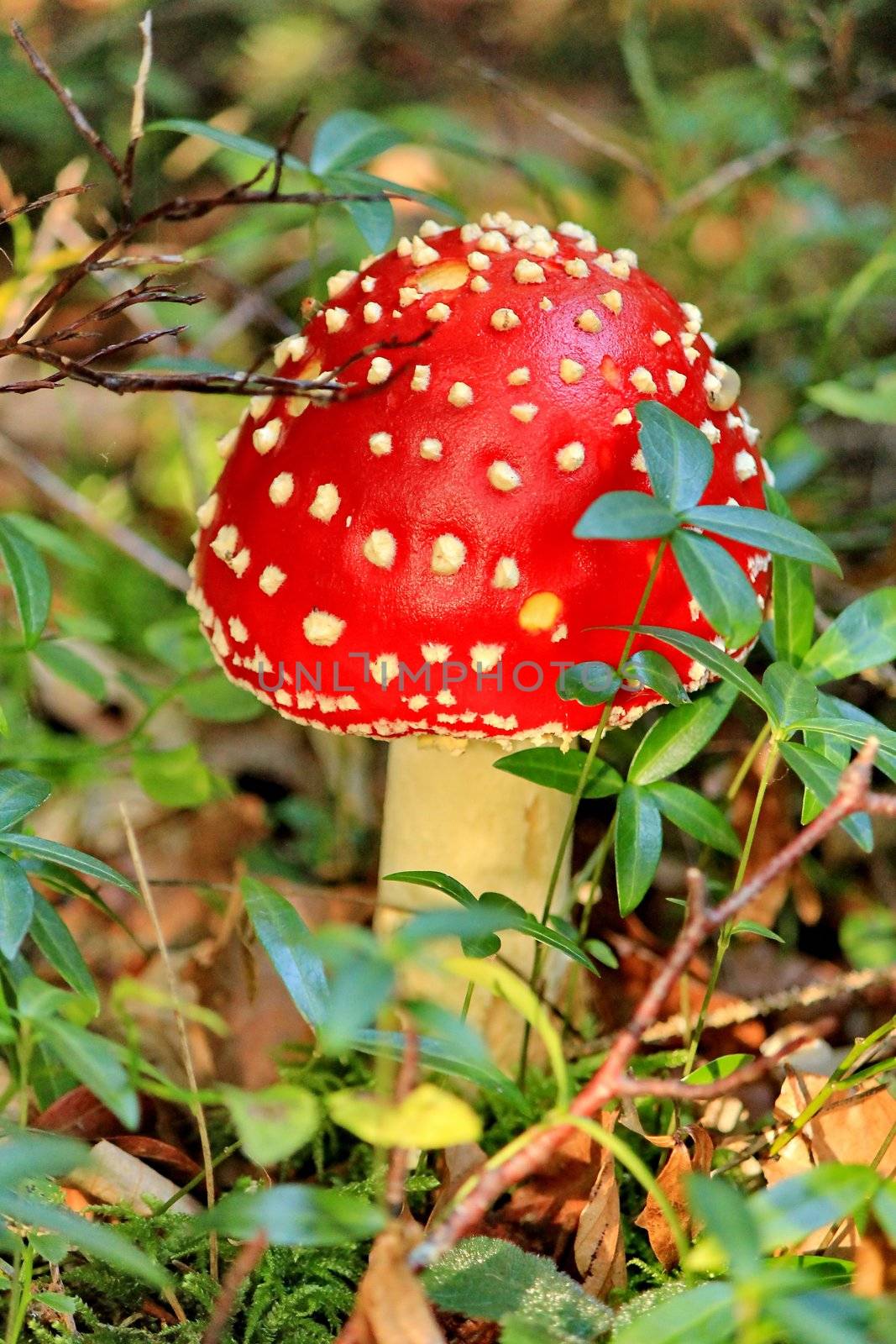 red poison mushroom