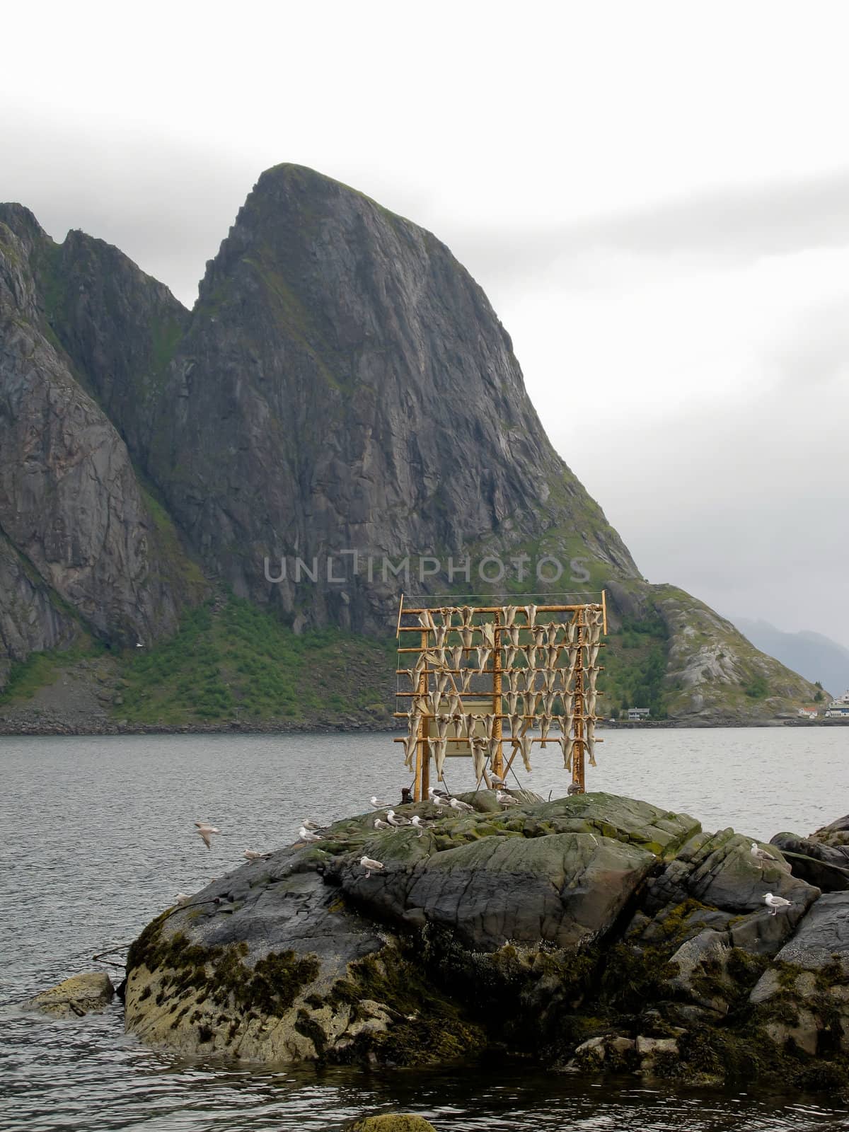 Landscape at Norway islands with dried fishes
