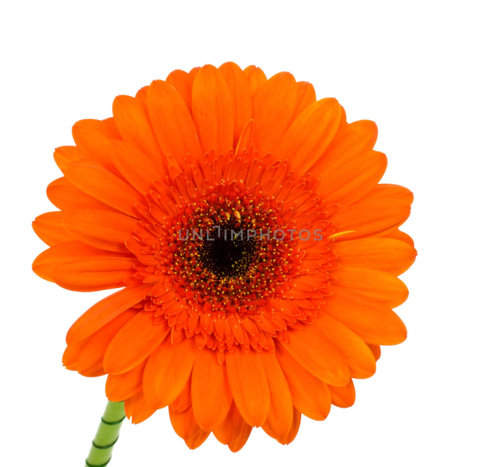 beautiful flower orange vivid Gerbera isolated on white