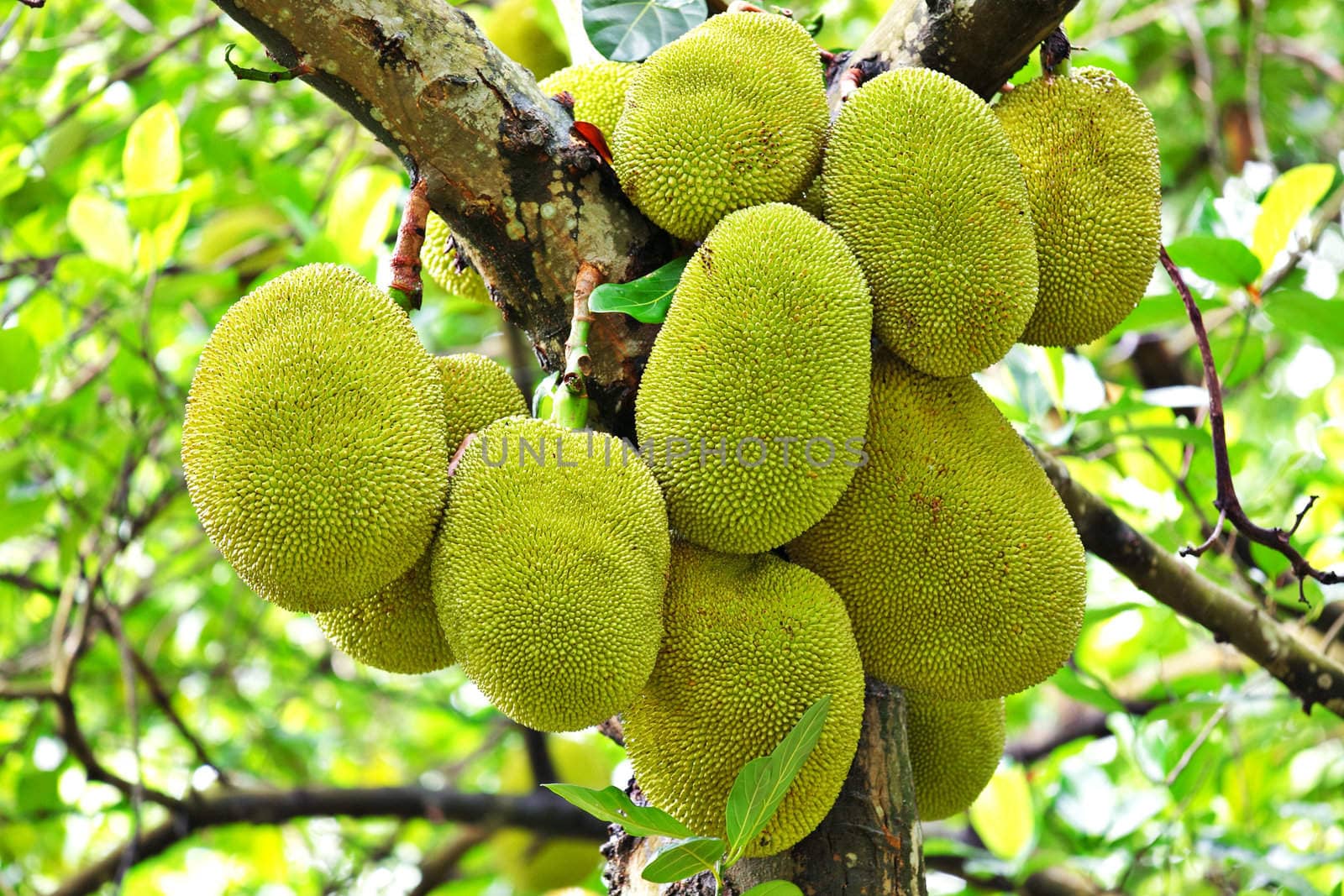 Jackfruit