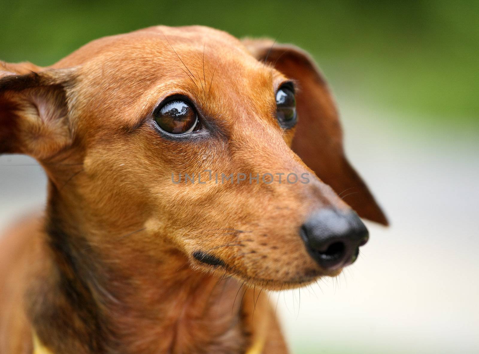 dachshund