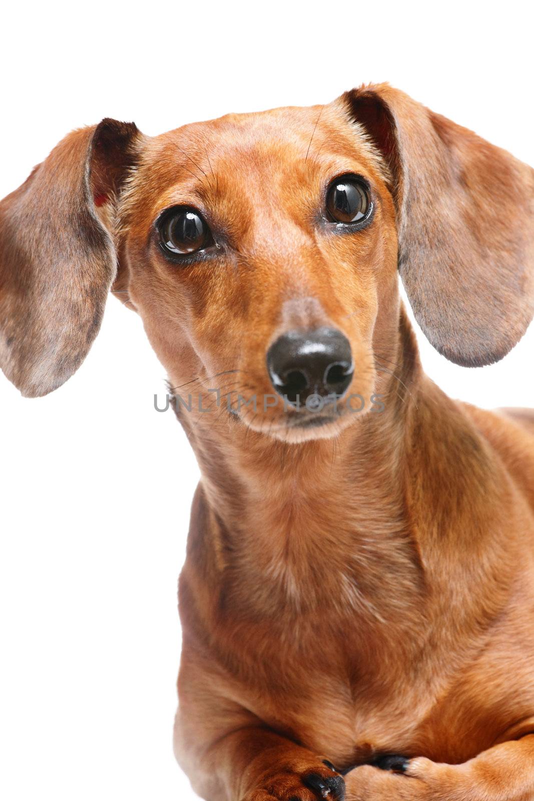 dachshund